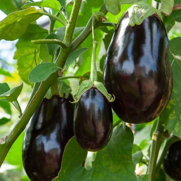 Aubergine Bonica F1 Solanum melongena bonica f1