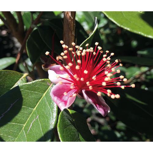 FEIJOA SELLOWIANA - GOYAVIER DU BRÉSIL - POT 3L