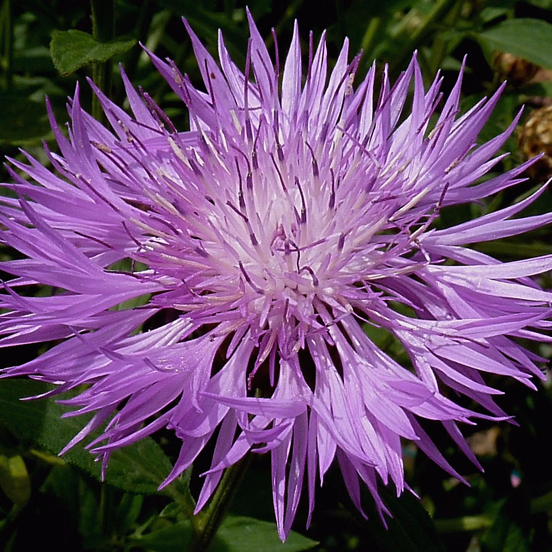 6 x Centaurée rose | Centaurea dealbata – godet 9cm x 9cm