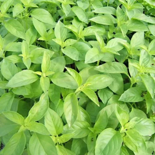 Basilicum citronella zaden bio | Aromatische kruidenzaden
