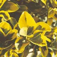 Euonymus variés - Le pot de 2.5 litres