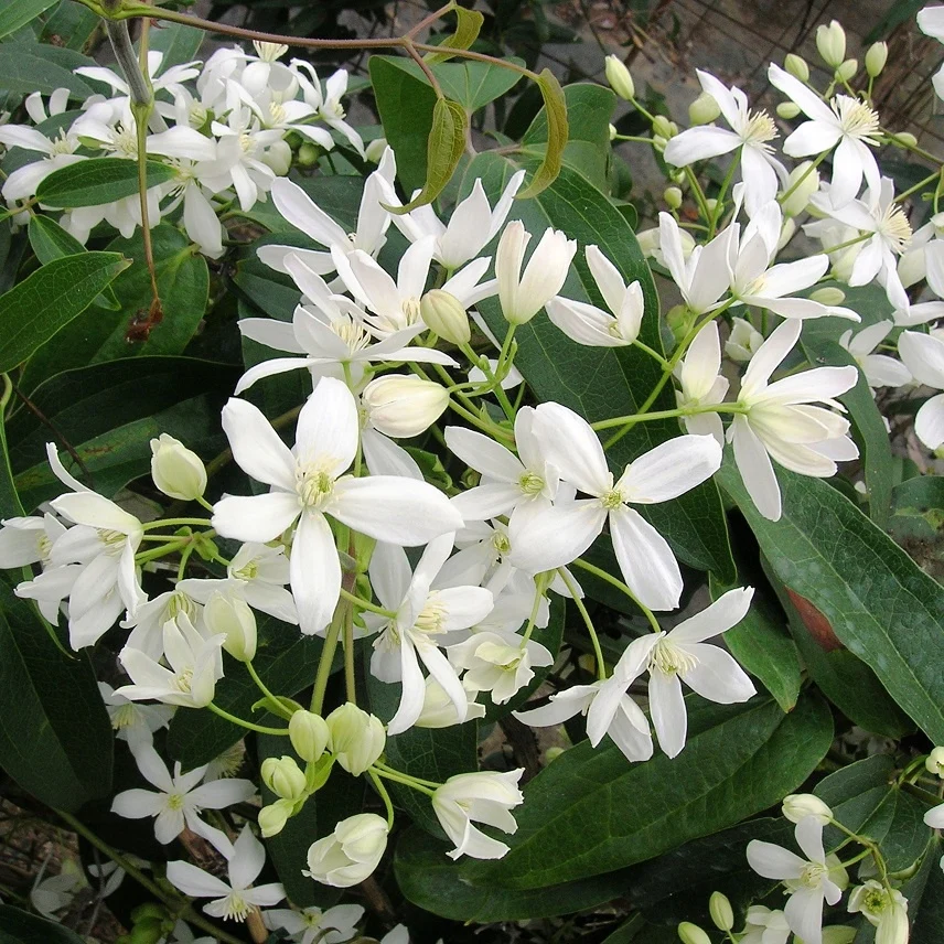 Clématite armandii Clematis armandii