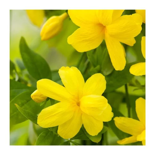 JASMIN MESNYI. Le pot de 3 litres