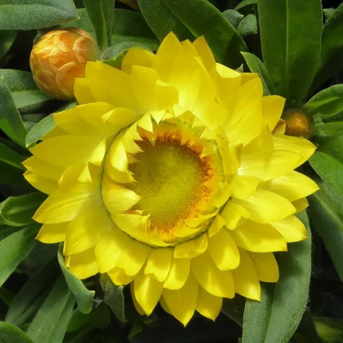 Immortelle ou Hélichryse à fleurs multicolores - La coupe Ø 25 cm