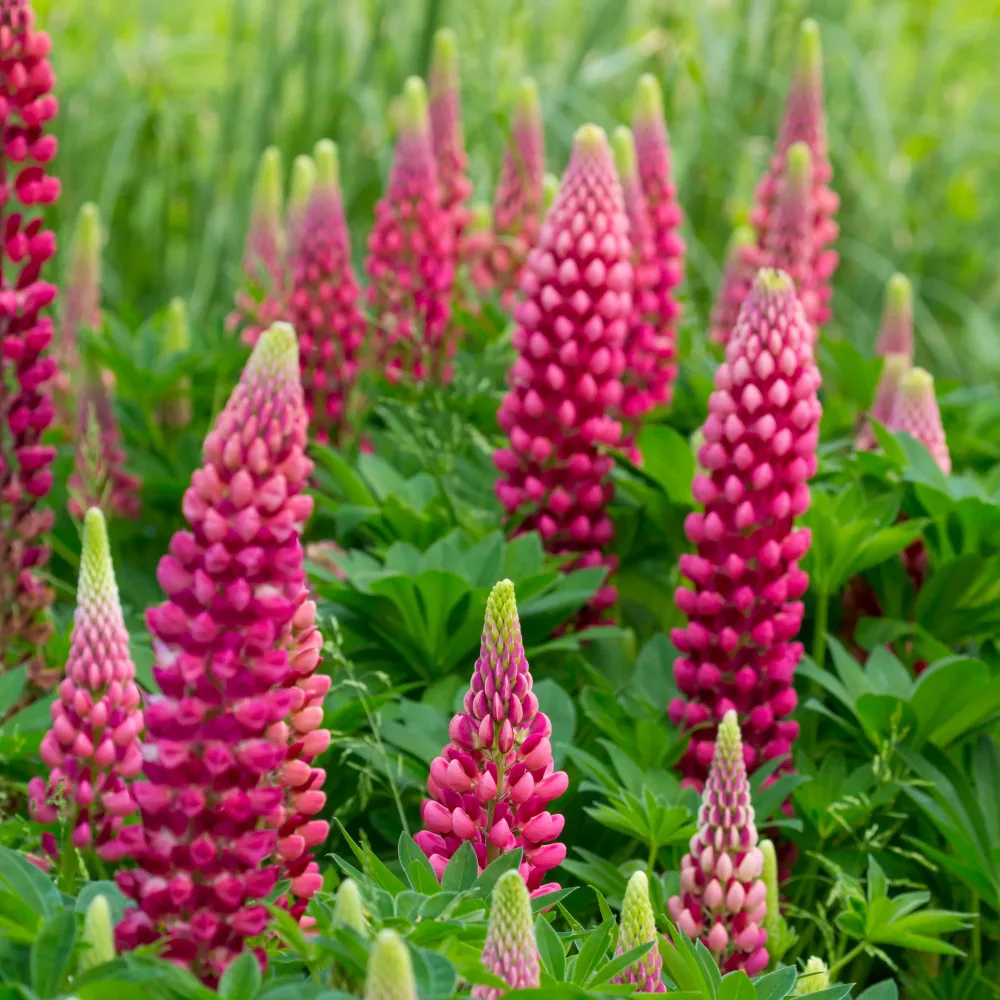 Lupin Gallery Red Lupinus Gallery Red