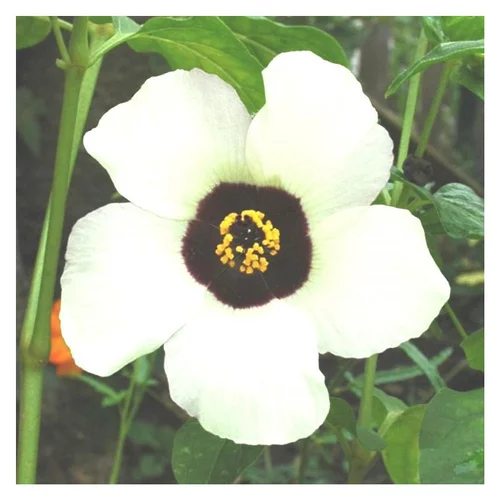 Hibiscus Sabdariffa - Le pot de 3 litres