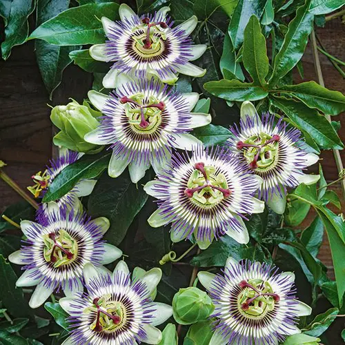 Passiflore bleue botanic®. Le pot de 1,3 litre