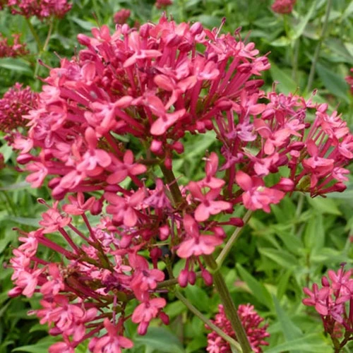 3 Valérianes Rosenrot Centranthus ruber rosenrot