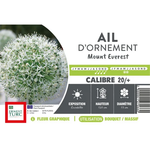 Allium Mount Everest - 1 bulbe