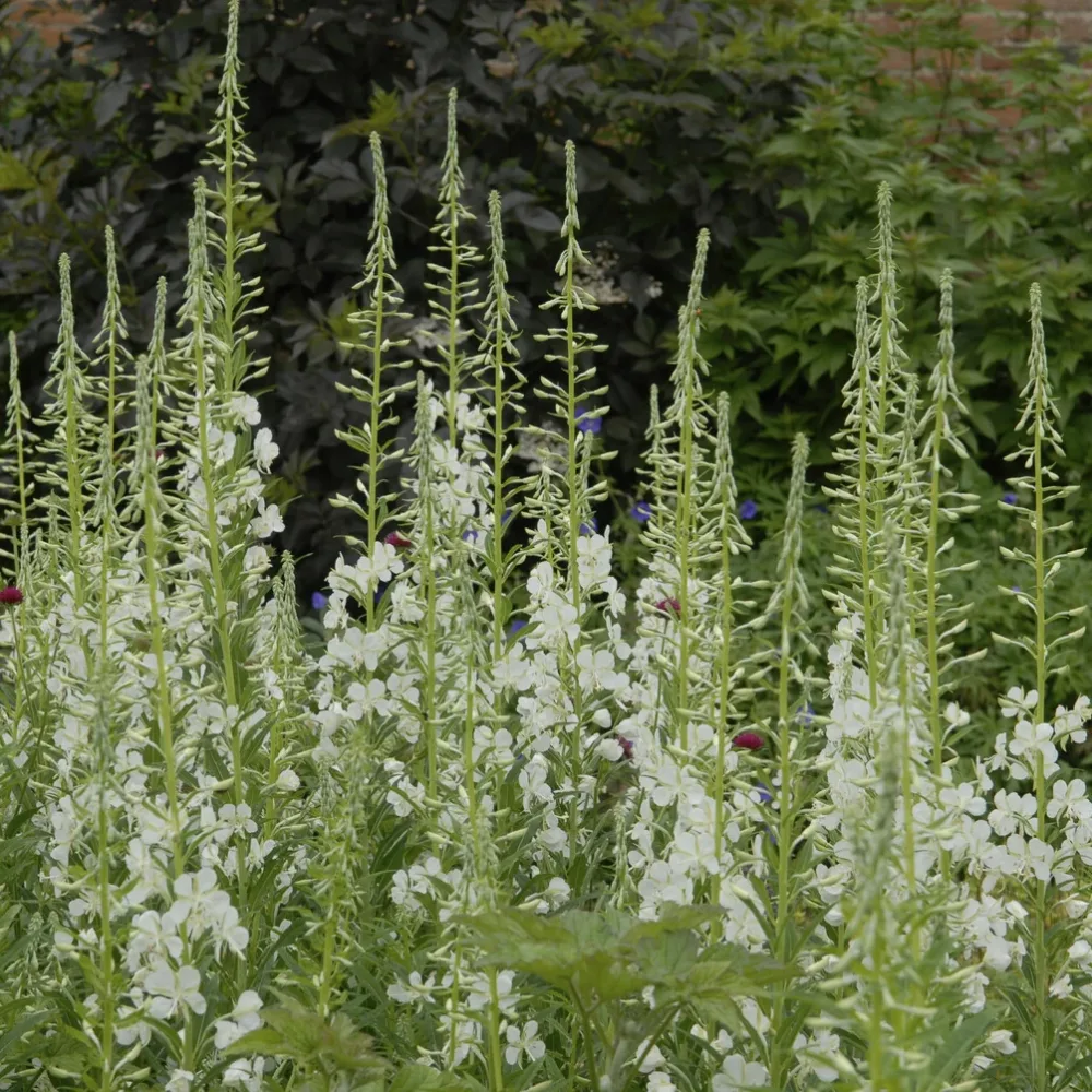 Épilobe blanche Epilobium angustifolium Album