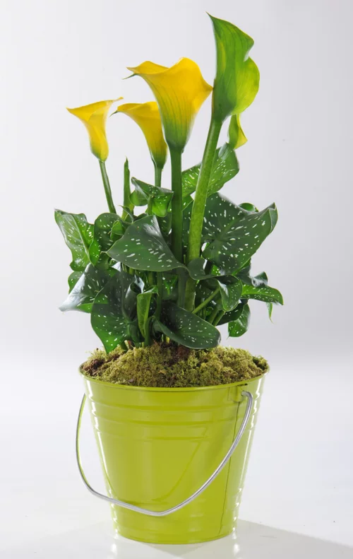 Arum de - Avec cache pot