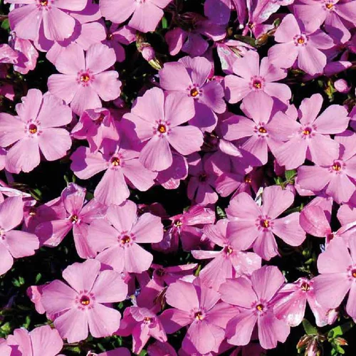 Phlox En Coussin Rose - Le pot de 9 x 9 cm