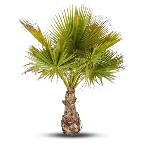 Palmier Washingtonia en pot de 20 L