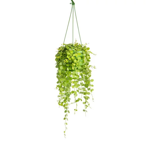 Suspension mix - Ø 14 cm