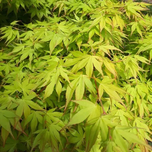 Acer Palmatum Katsura (Erable du Japon) en pot de 10 L orange