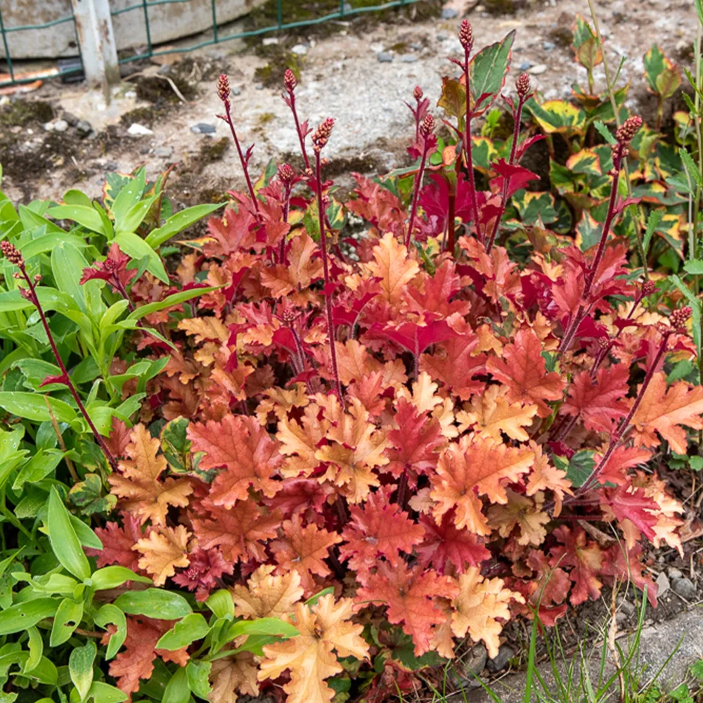 Heuchère Marmalade Heuchera marmalade