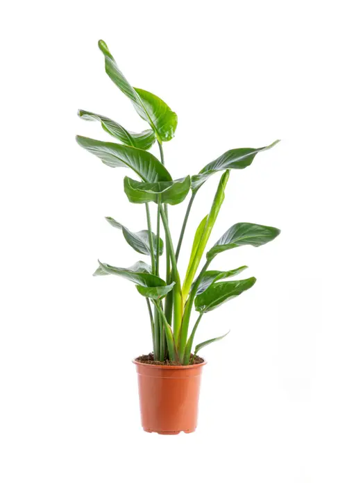 Oiseau de paradis vert. Le pot Ø 21 cm