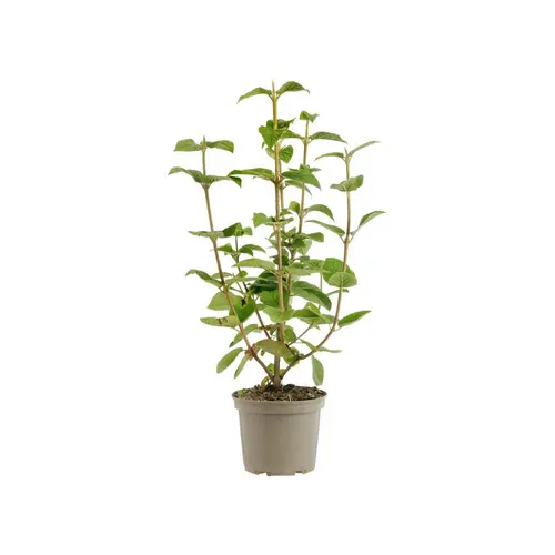 Viburnum lantana coloris vert – 3 L
