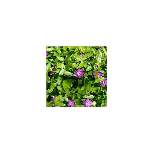Petite pervenche - Le pack de 6 plants