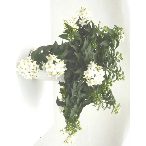 Solanum faux jasmin - Le pot de 1 litre