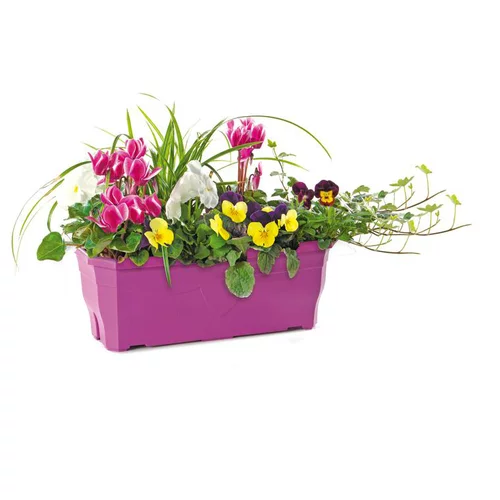Jardinière d'automne - La jardinière de 50 cm