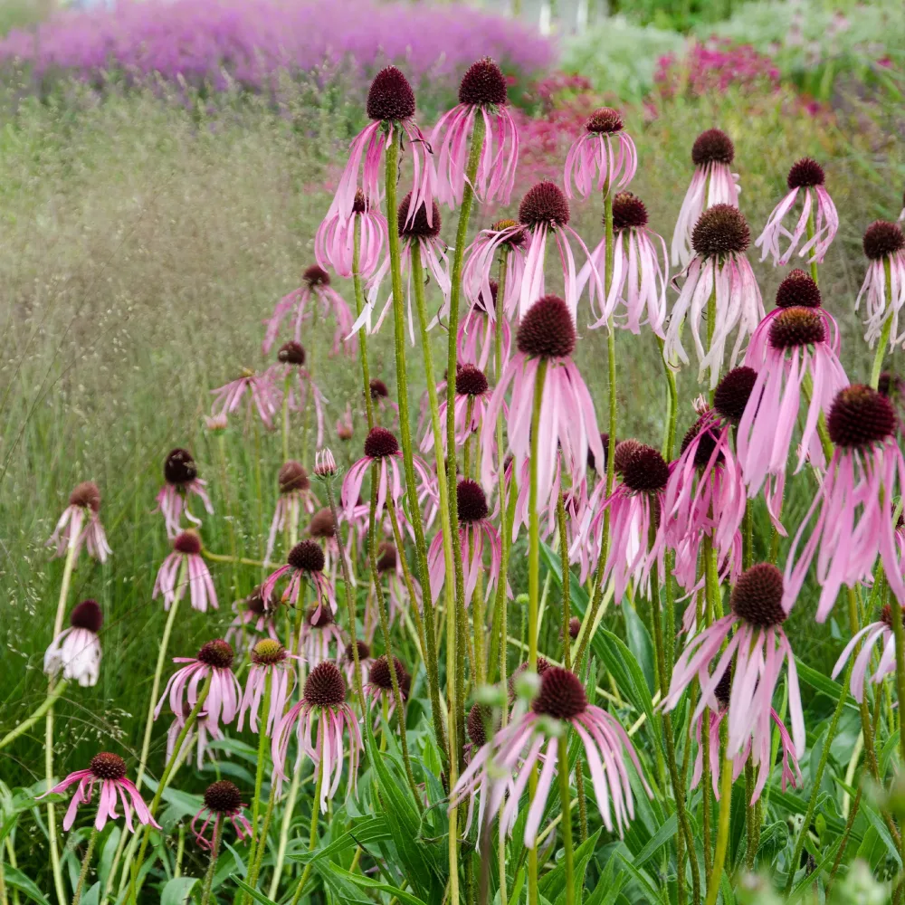 Echinacée pâle Echinacea pallida