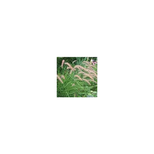 Pennisetum Orient.Karley'S Rose - Le pot de 2 litres
