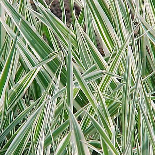 6 x Ruban de bergère panaché jaune – Phalaris arundinacea 'Picta', godet 9cm x 9cm