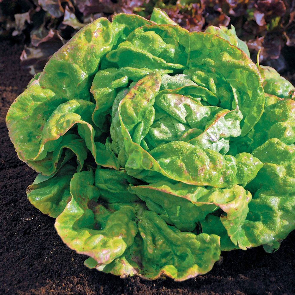 Laitue pommée Reine de Mai Bio Lactuca sativa reine de mai
