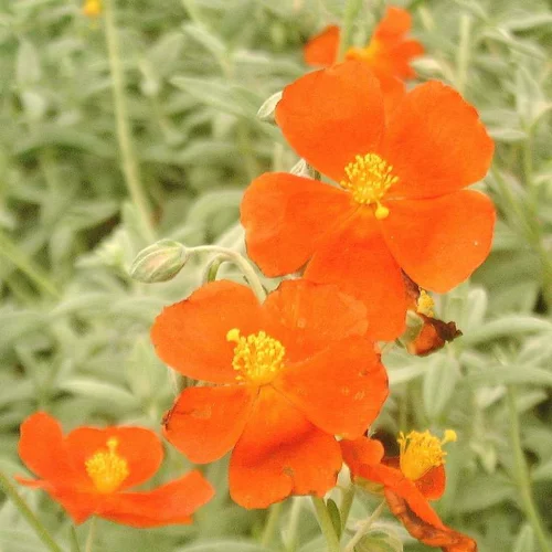 Hélianthème henfield brilliant rouge en pot de 2 L