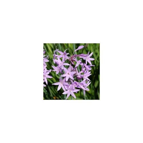 Tulbaghia x Violacea Dark star - Le pot de 2 litres