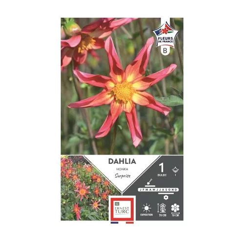Dahlia Honka Surprise magenta cœur or Ernest Turc - 1 bulbe