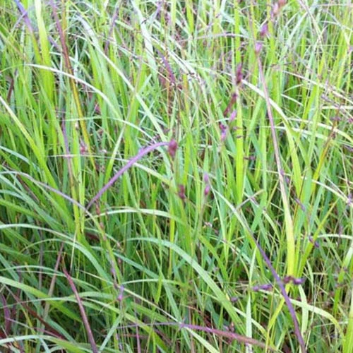 Panic érigé Kurt Bluemel Panicum virgatum kurt bluemel