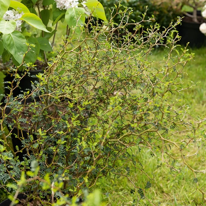 Sophora prostrata Little Baby Sophora prostrata little baby