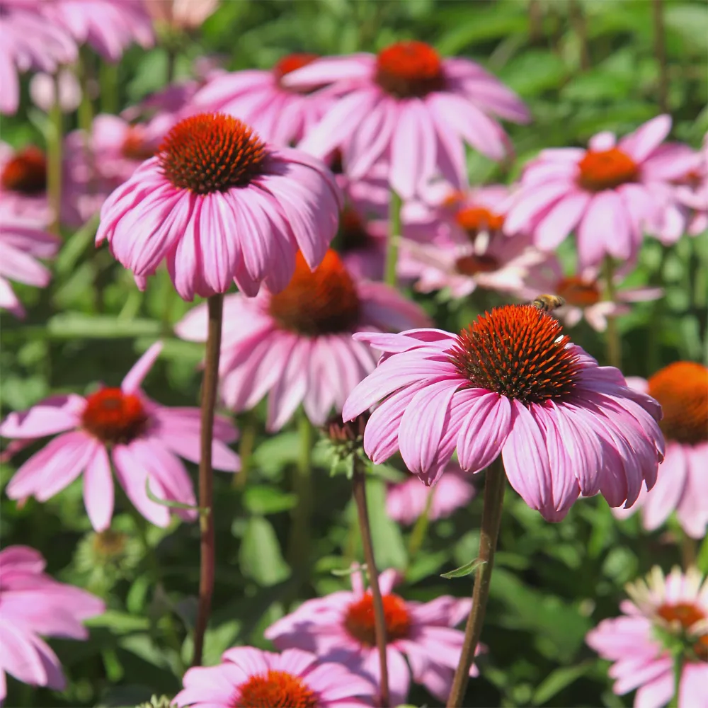 Rudbeckia pourpre - Echinacea Echinacea purpurea