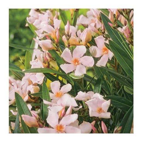 Laurier Rose Regis Faure. Le pot de 7 litres