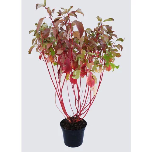 Cornouiller - pot 5 L