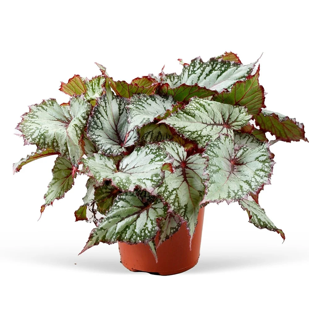 Bégonia Asian Tundra Begonia beleaf asian tundra