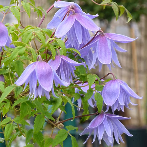 2 x Clématite des Alpes 'Frankie' – Clematis alpina 'Frankie', 50, 60 cm pot