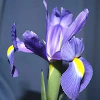 Iris Bulbeux - Le pot de 2,5 litres