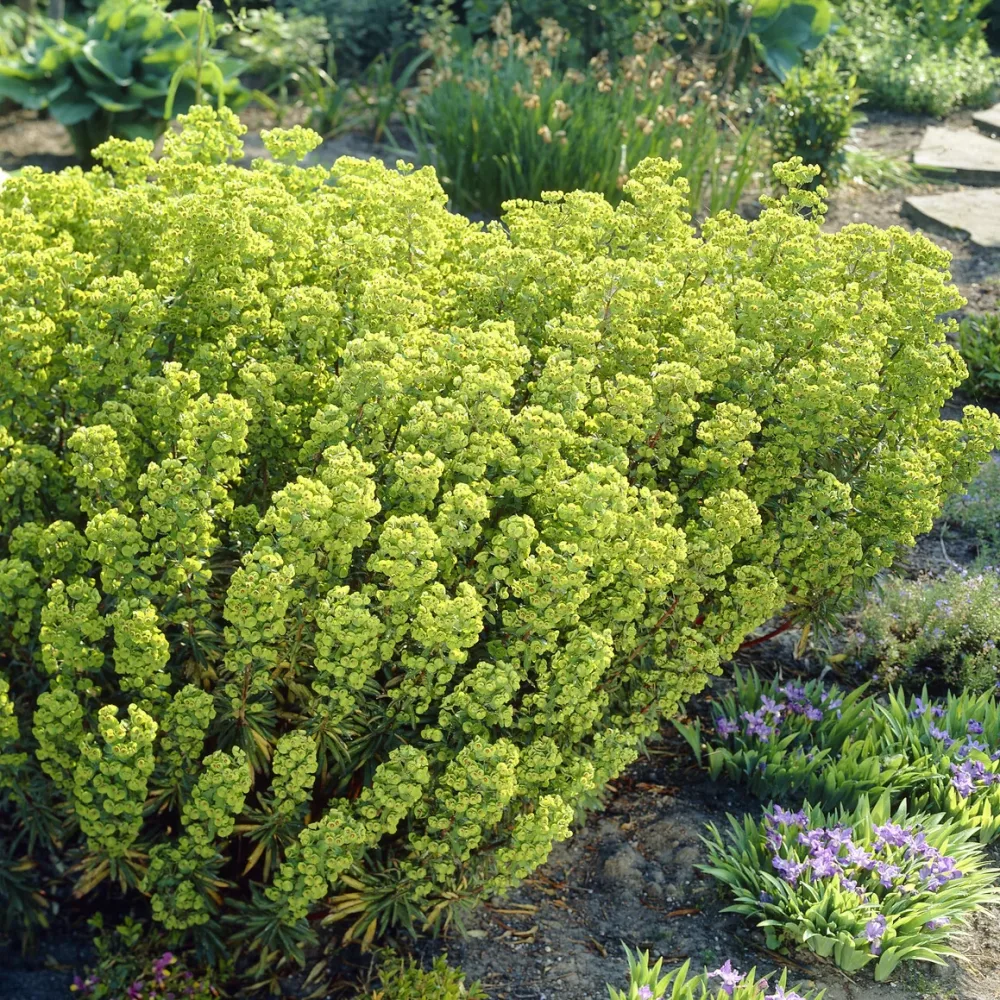 Euphorbe de Martin Euphorbia martinii