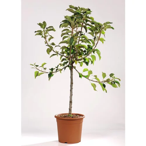 Pommier Nain Croquella® Delgrana. Le pot de 7,5 litre en forme 1/4 tige