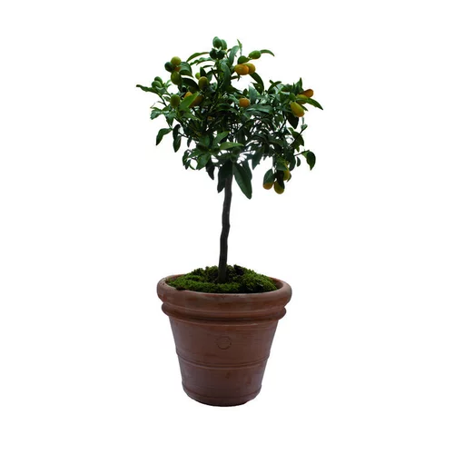 Pot Toscane en terre cuite claire - Ø50 x H41