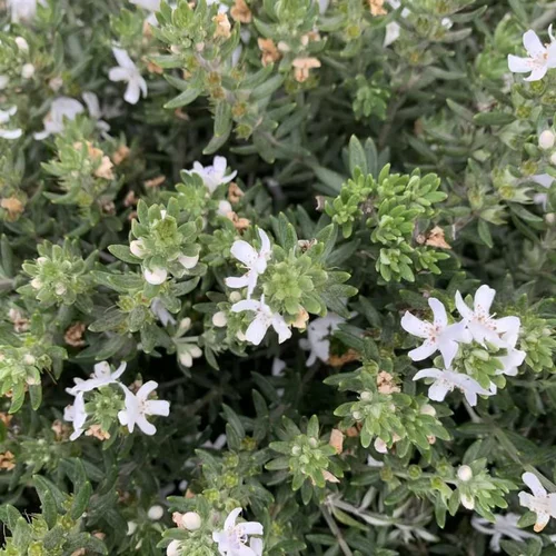 Westrengia Buisson. Le pot de 25 cm
