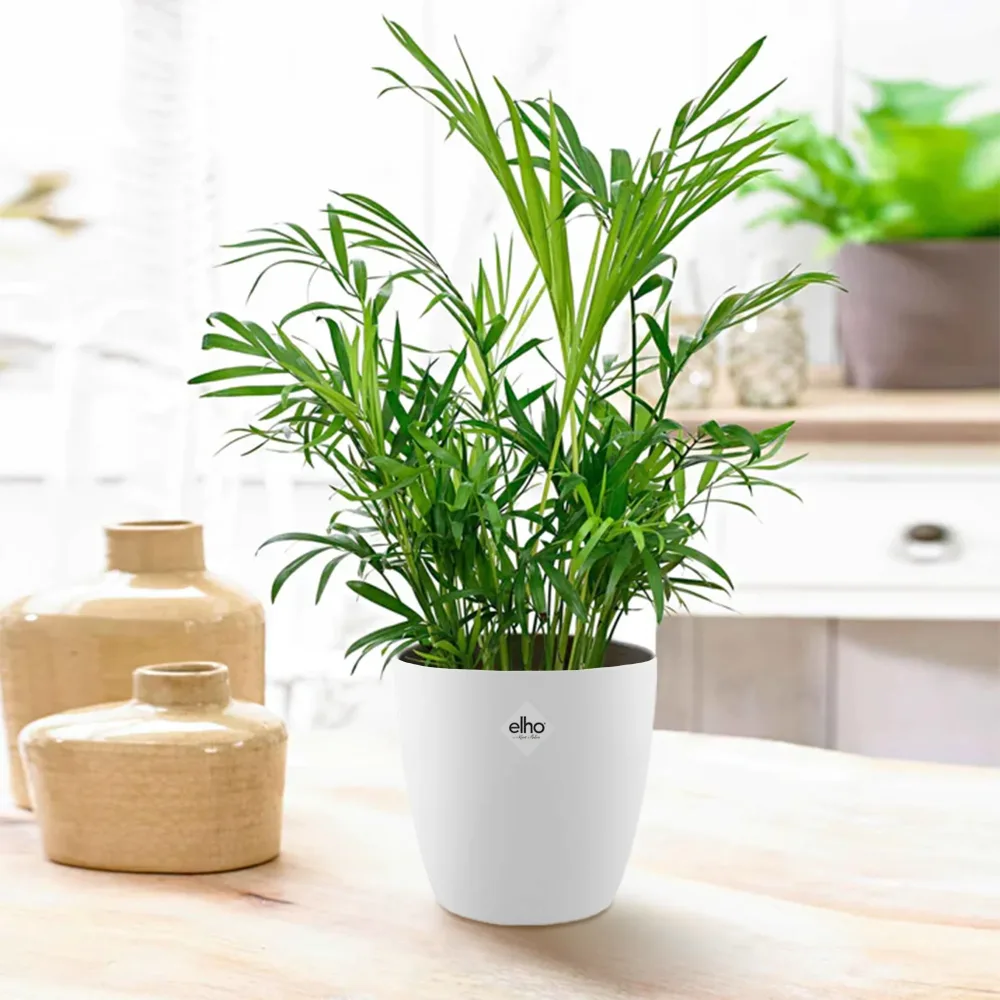 Palmier nain et son cache-pot blanc ELHO Chamaedorea elegans