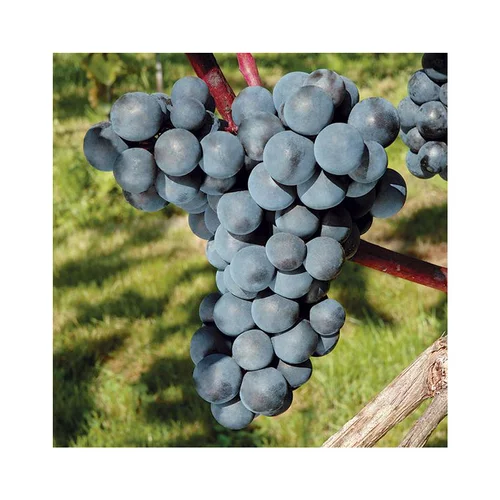 Vigne 'Ontario' Bio. Le pot de 2 litres