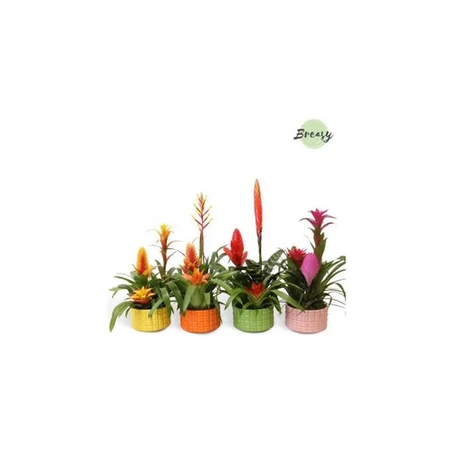Bromélia coupe avec pot en céramique coloris multicolore - Ø 16 cm H 50 cm
