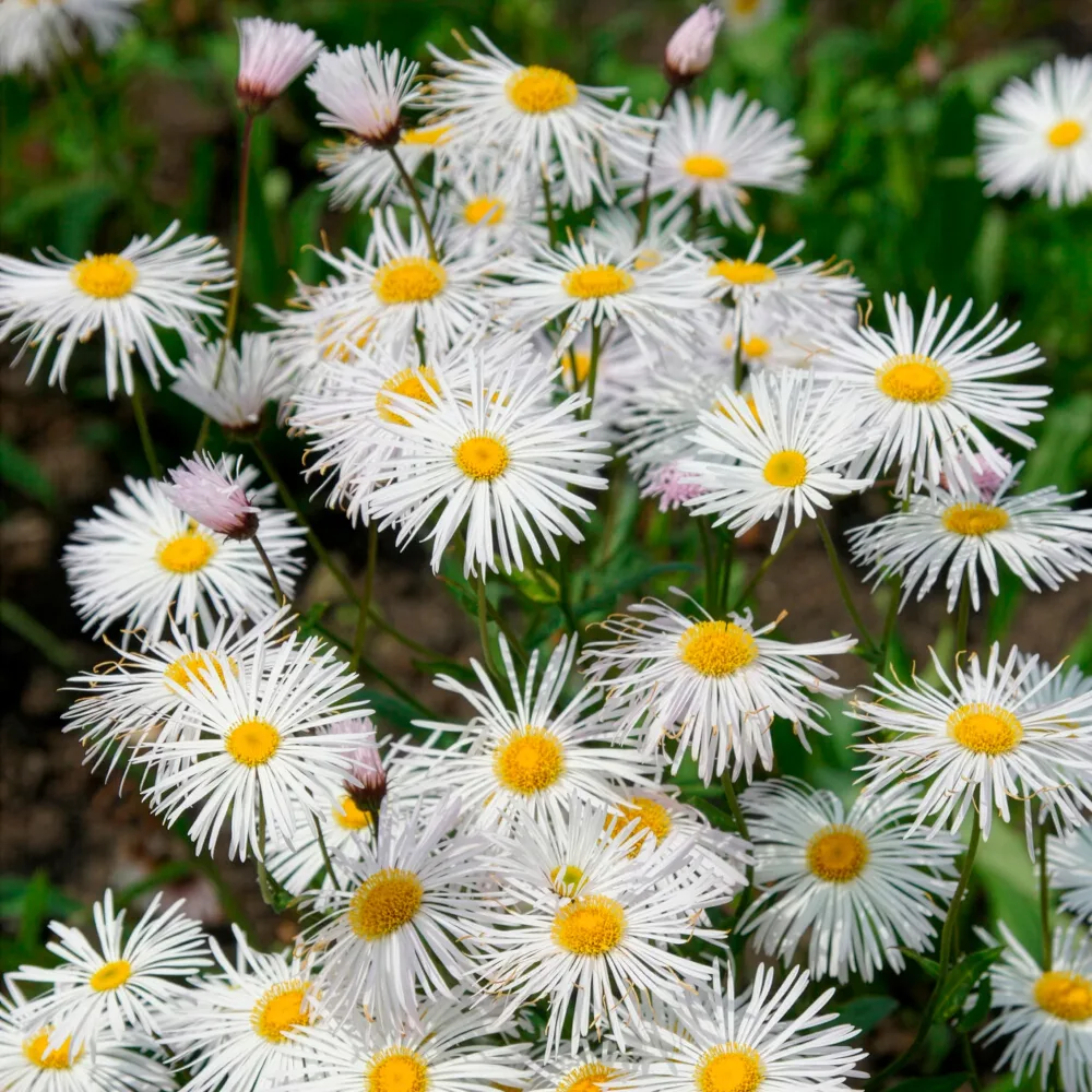 Vergerette Sommerneuschnee - Erigeron Erigeron Sommerneuschnee