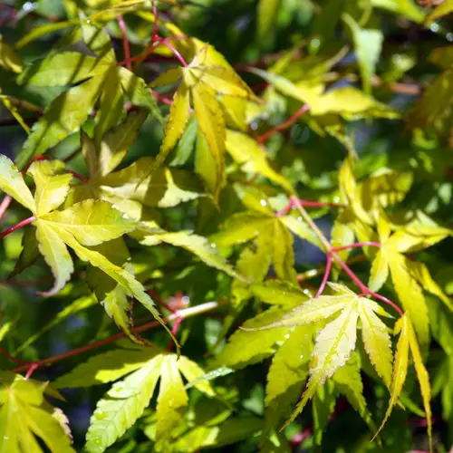 Acer Palmatum Katsura (érable du Japon) en pot de 30 L orange