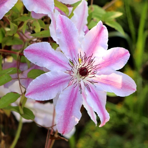 Clématite Nelly Moser Clematis 'nelly moser'